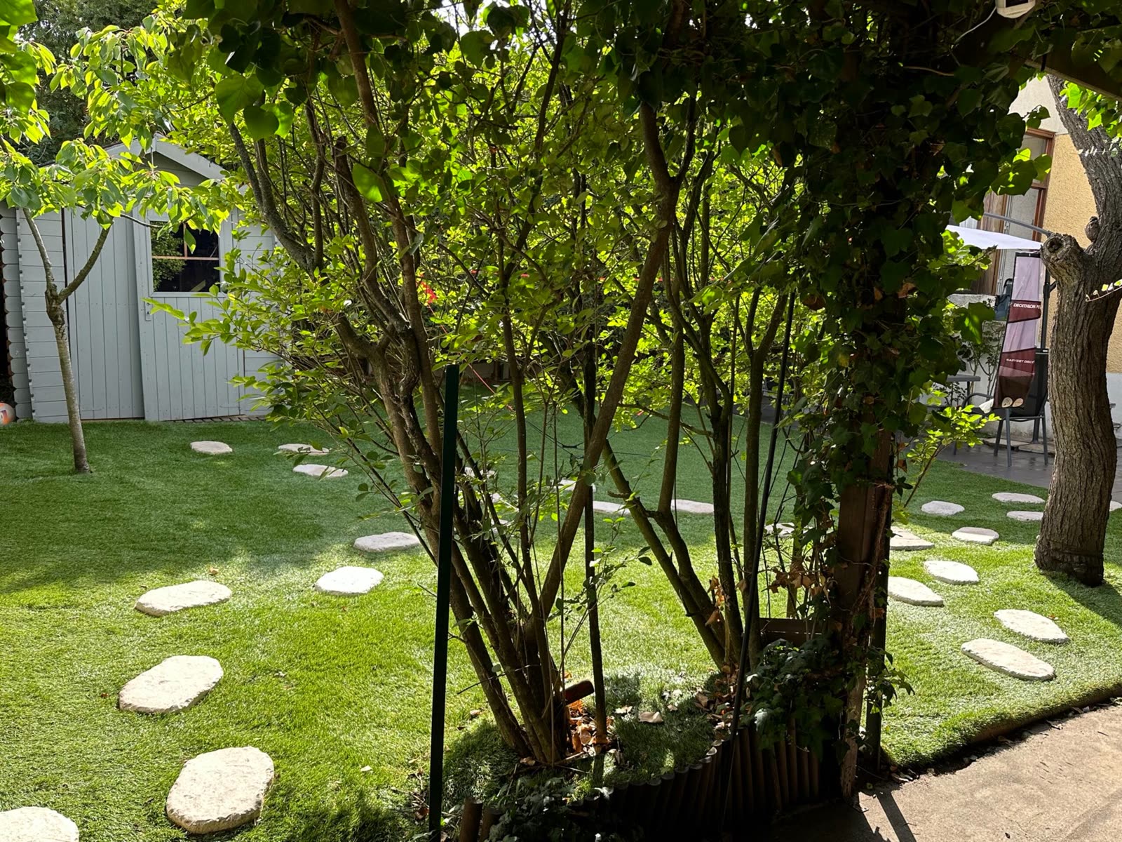 Jardin arboré et pelouse avec pas japonais